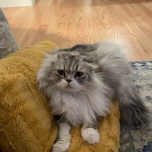 Gucci women’s sunglasses